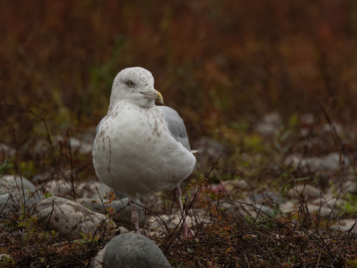 American Herring Gull - ML646958416
