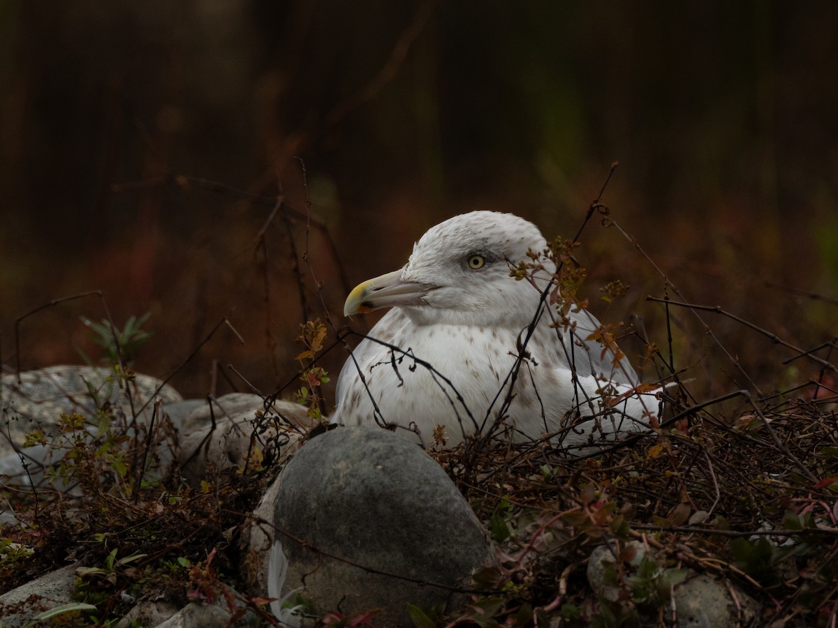 American Herring Gull - ML646958417