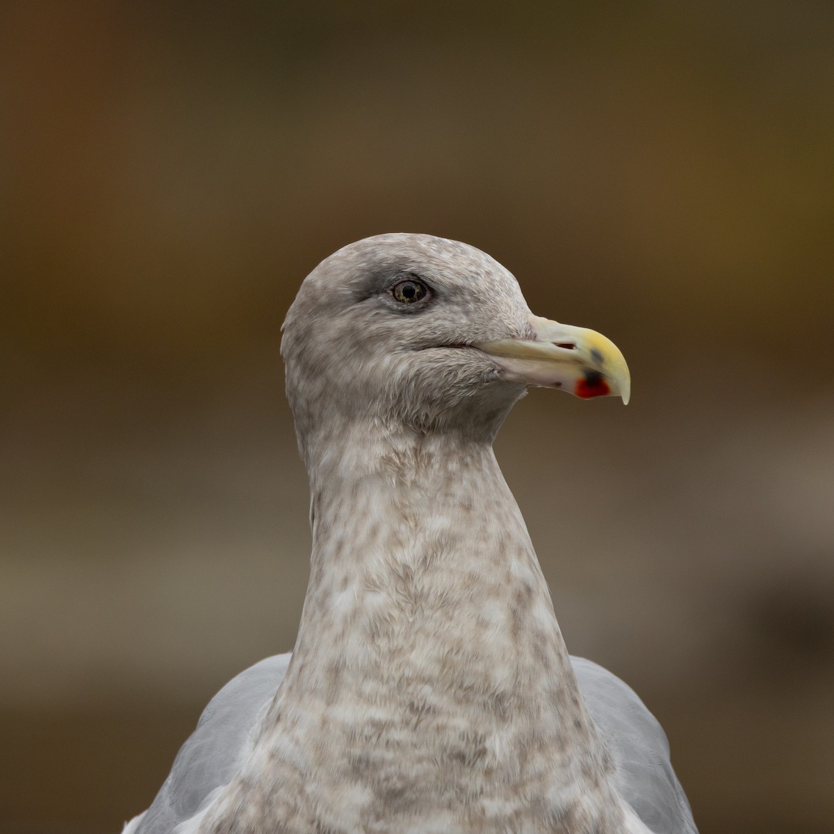 American Herring x Glaucous-winged Gull (hybrid) - ML646958418