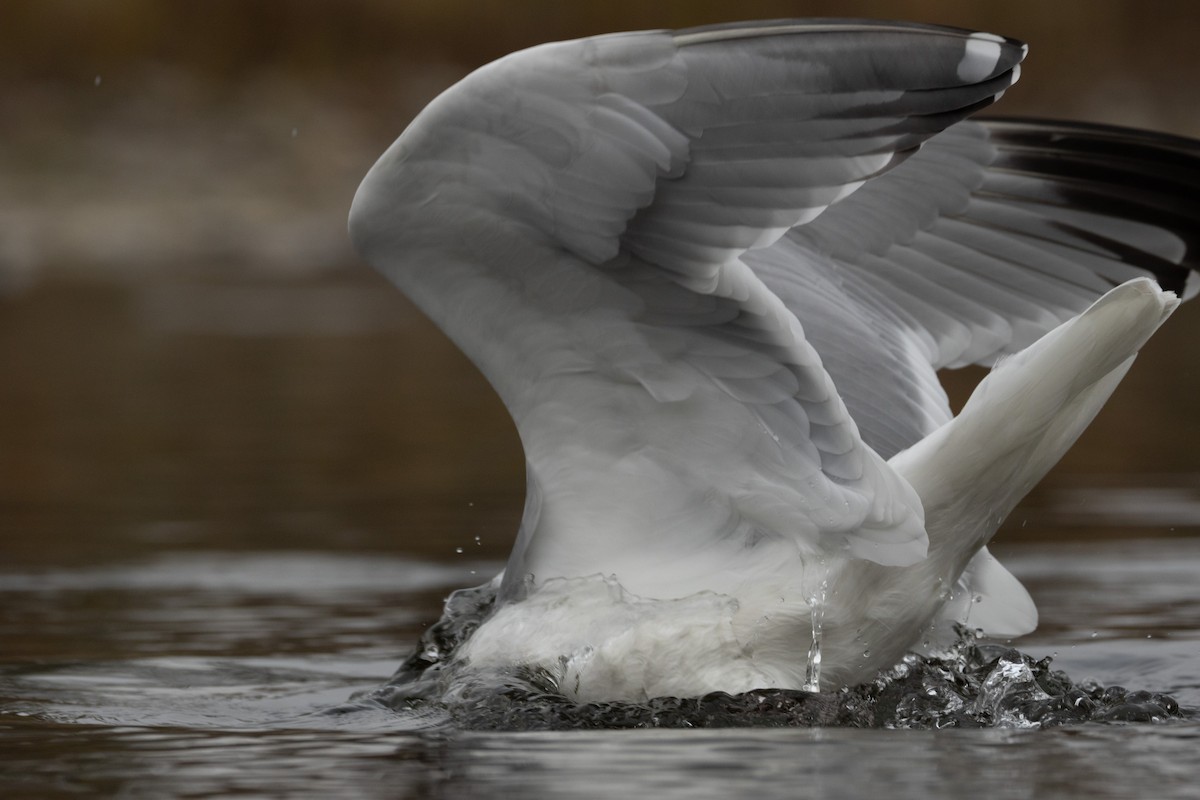 amerikagråmåke x gråvingemåke (hybrid) - ML646958419