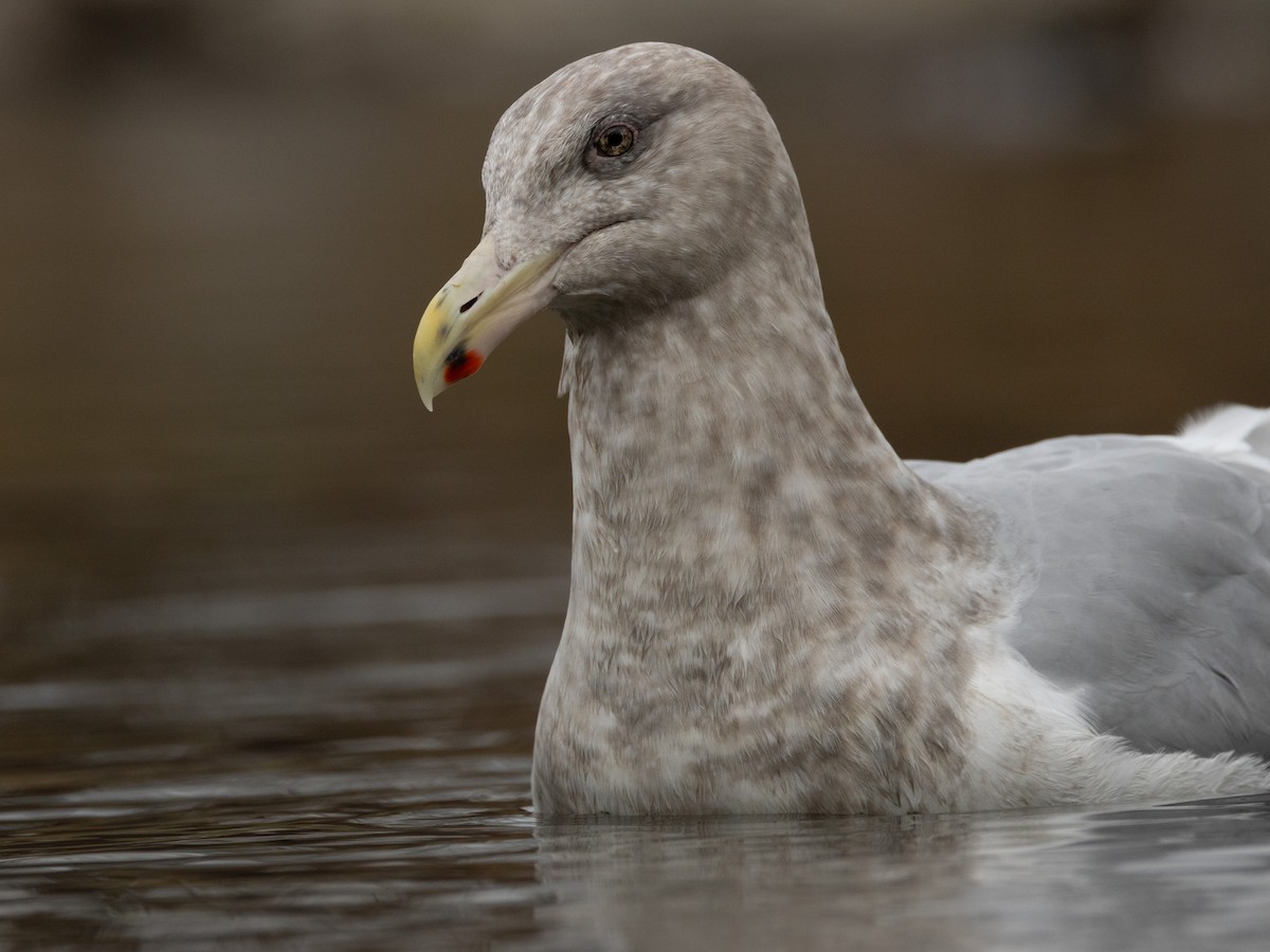 American Herring x Glaucous-winged Gull (hybrid) - ML646958420