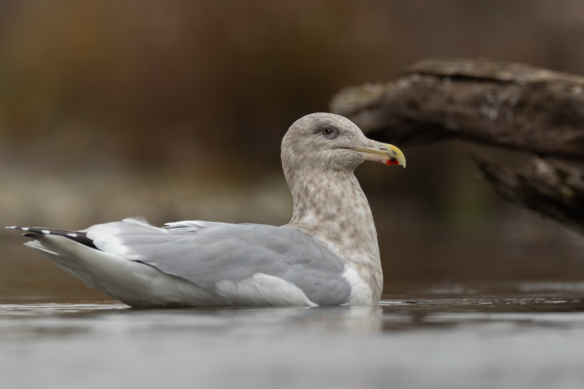 American Herring x Glaucous-winged Gull (hybrid) - ML646958421