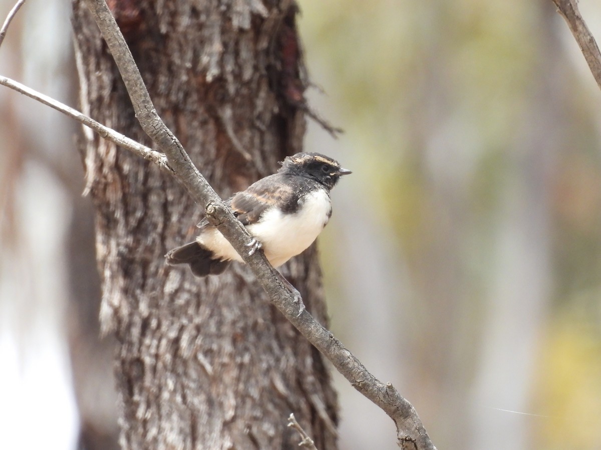 ヨコフリオウギビタキ - ML646958422