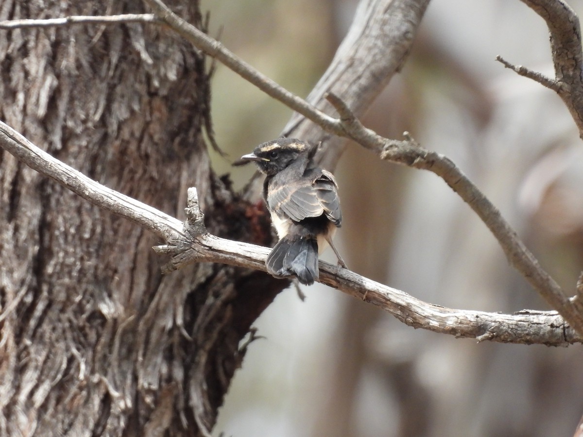 ヨコフリオウギビタキ - ML646958423