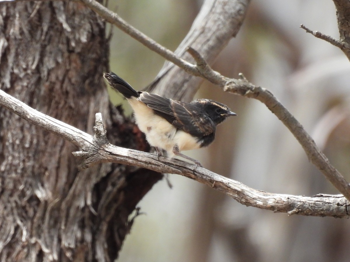 gallaviftestjert - ML646958424