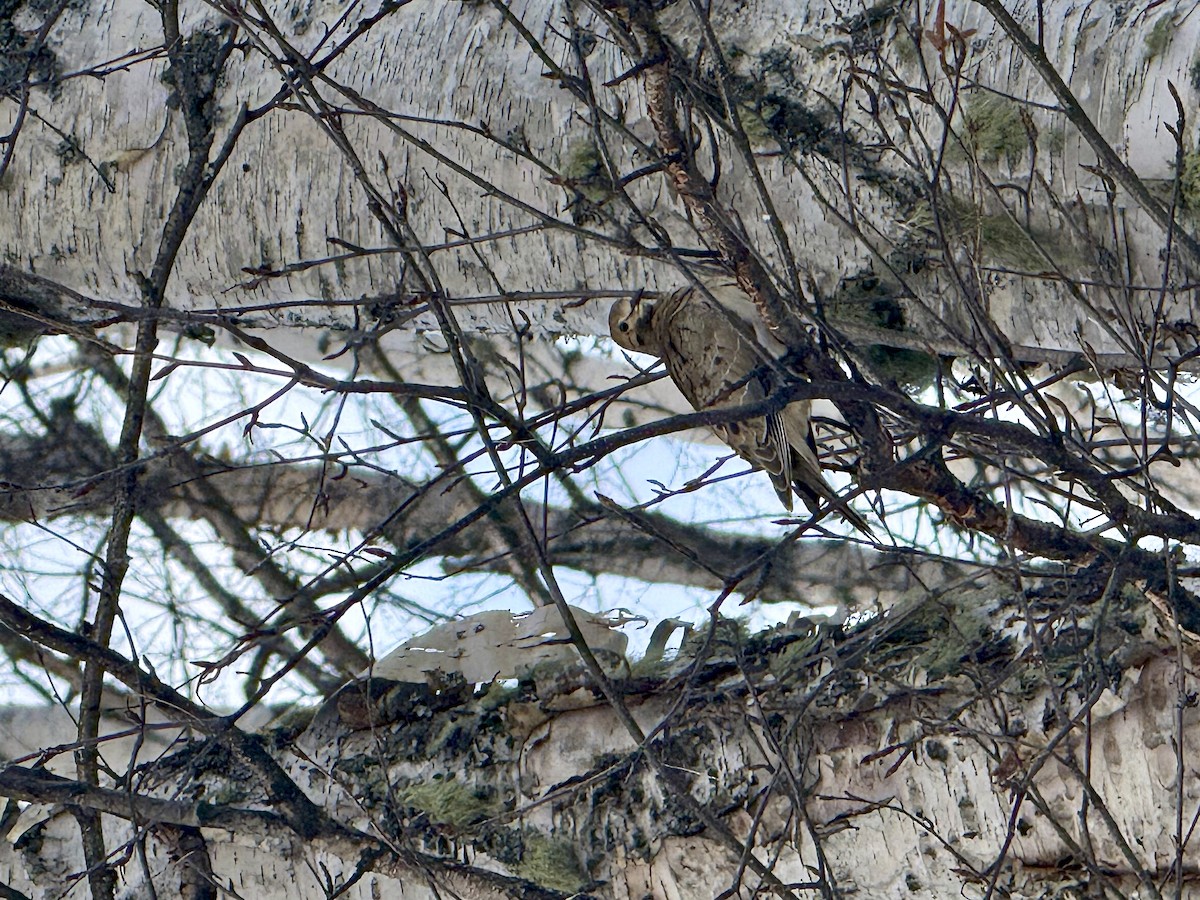 tyrkerdue - ML646958425