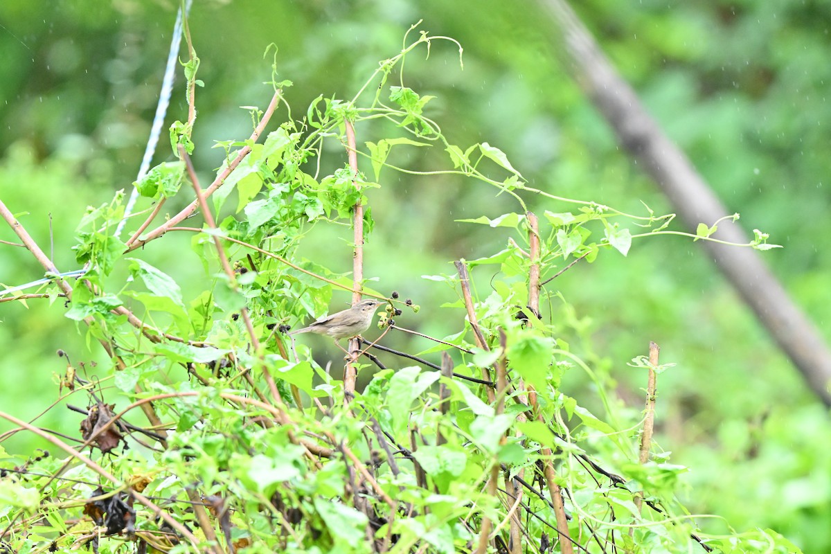 brunsanger - ML646958426