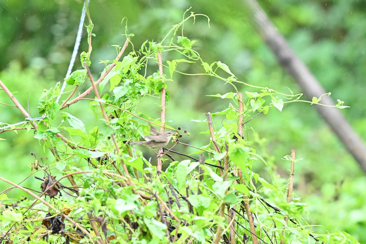 brunsanger - ML646958427