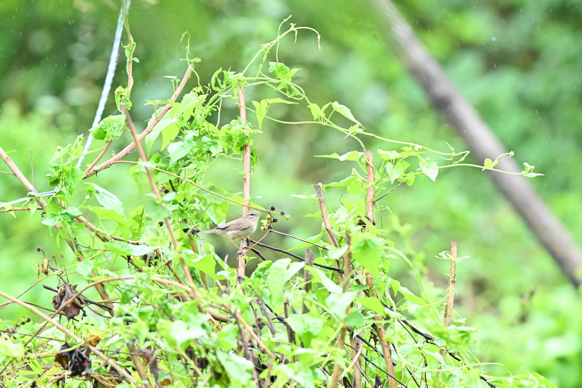 brunsanger - ML646958428