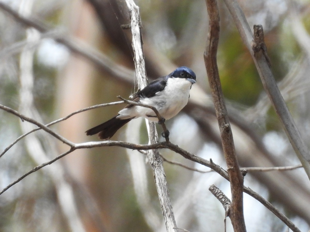 uromonark - ML646958429