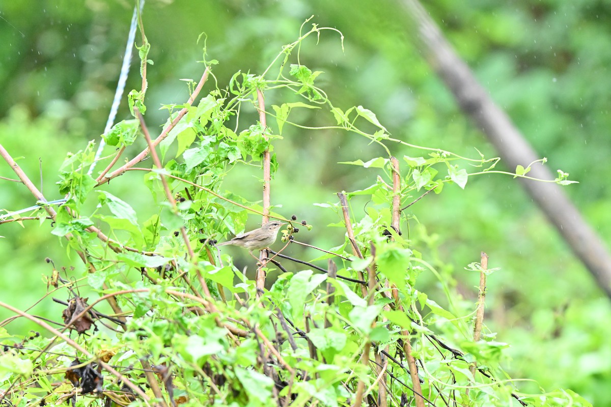 brunsanger - ML646958430