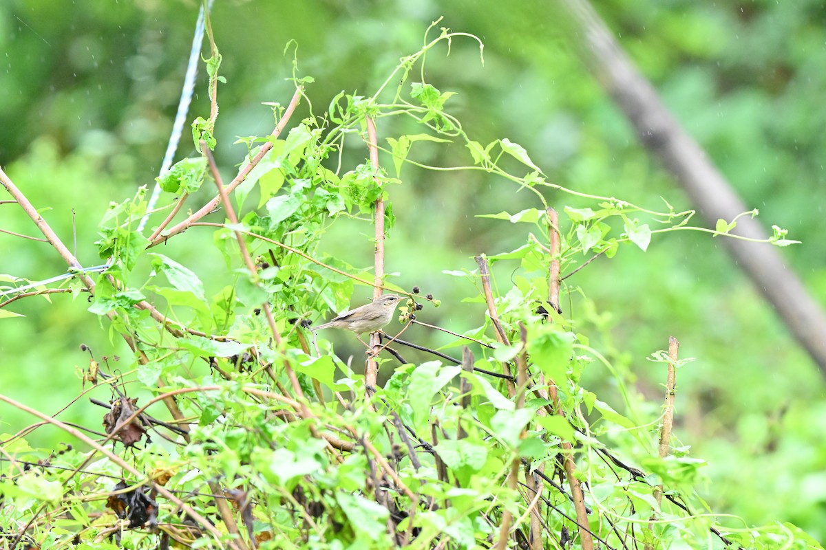 brunsanger - ML646958431