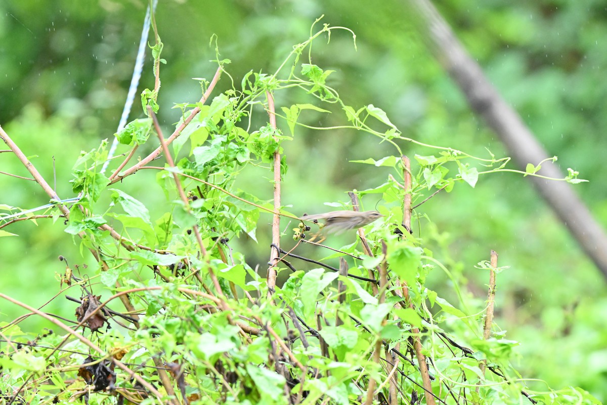 brunsanger - ML646958432