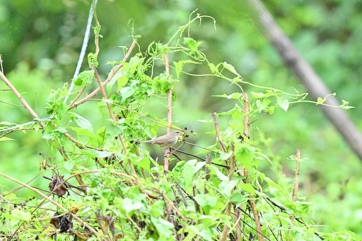 brunsanger - ML646958433