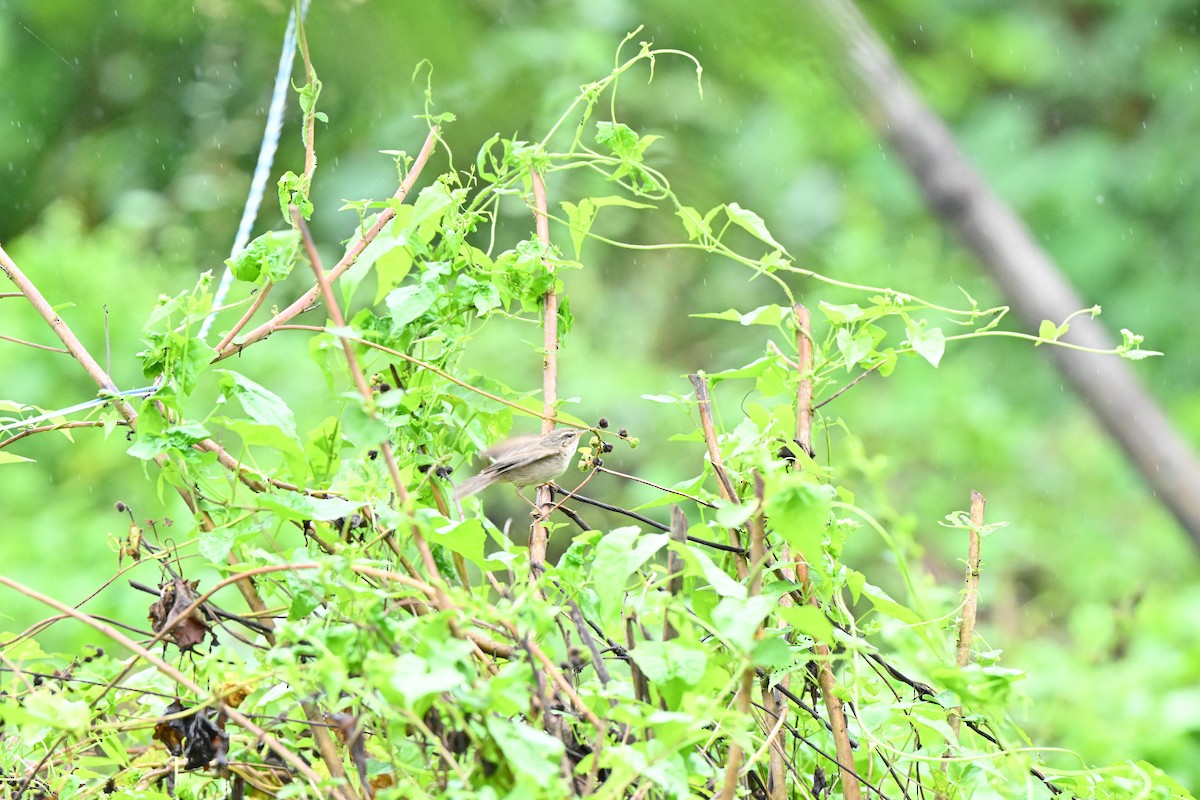 brunsanger - ML646958434