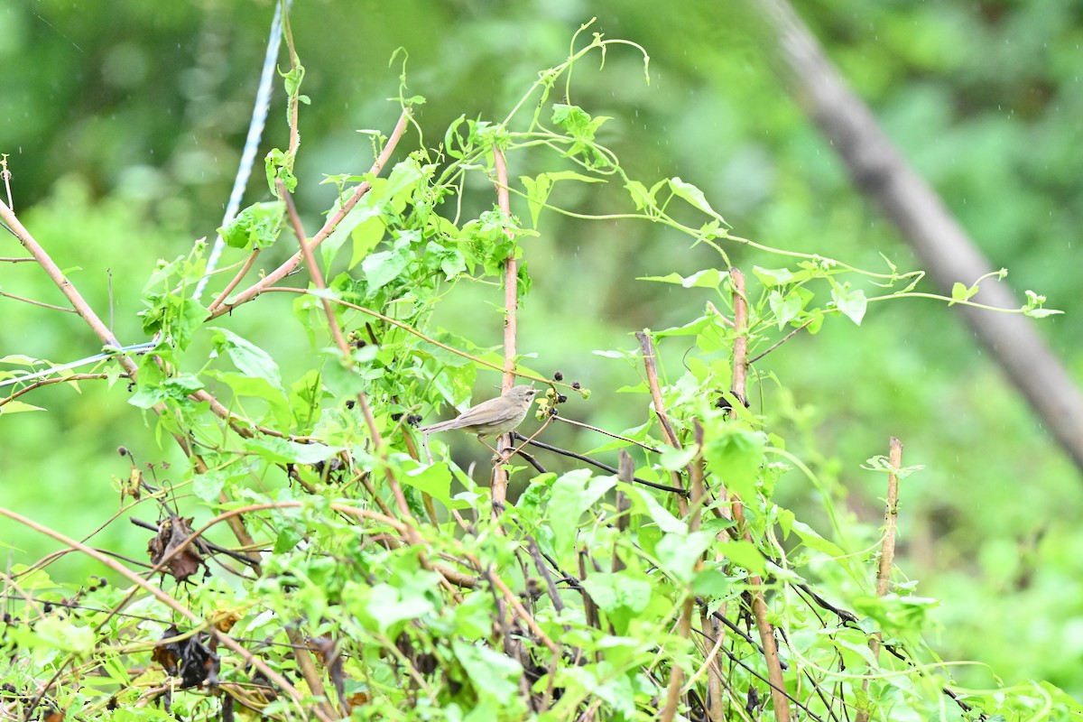 brunsanger - ML646958435