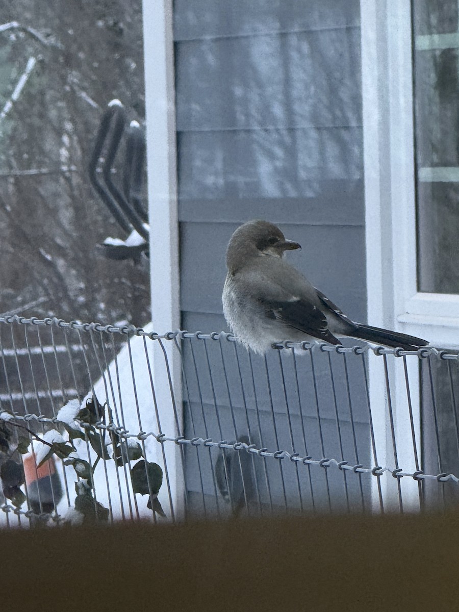 borealvarsler - ML646958437