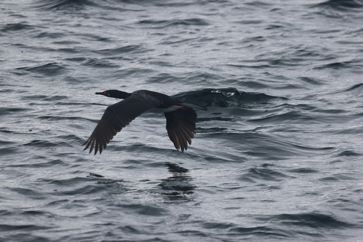 magellanskarv - ML646958438