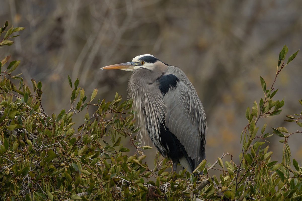 herodiashegre - ML646958439