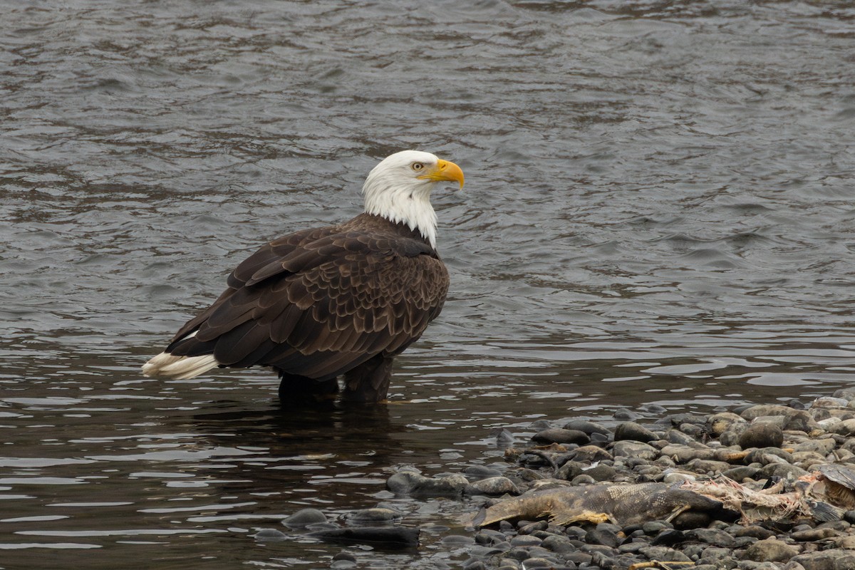 hvithodehavørn - ML646958440