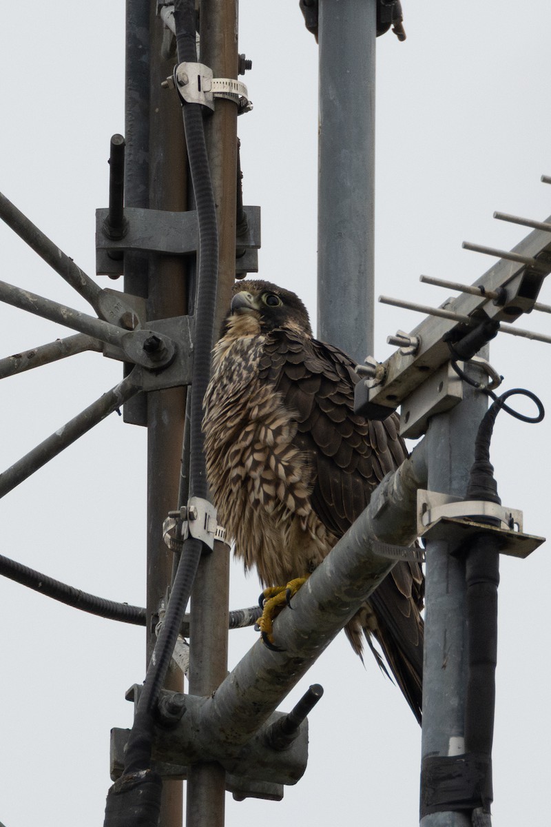 vandrefalk - ML646958441