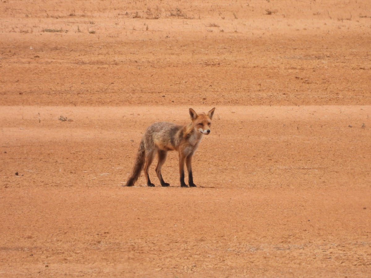 アカギツネ - ML646958442