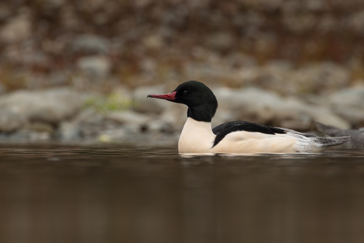 laksand - ML646958444