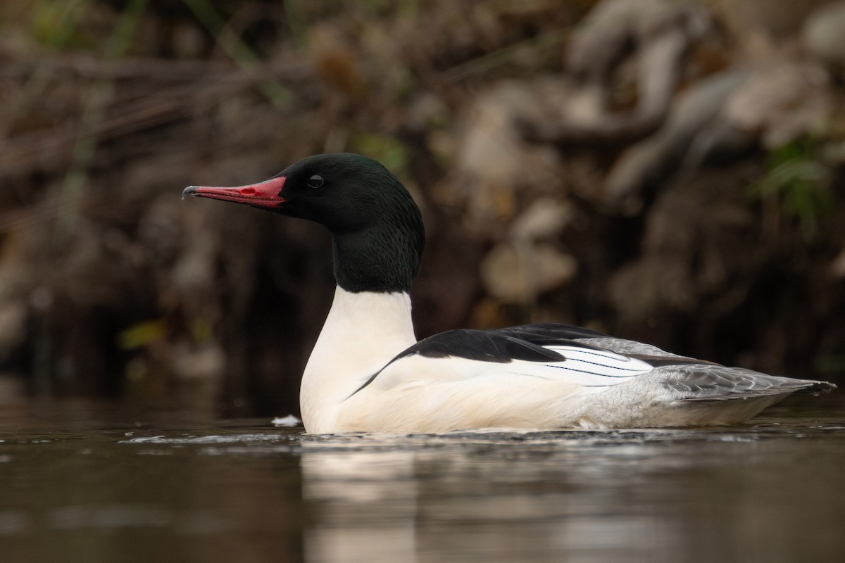 laksand - ML646958445