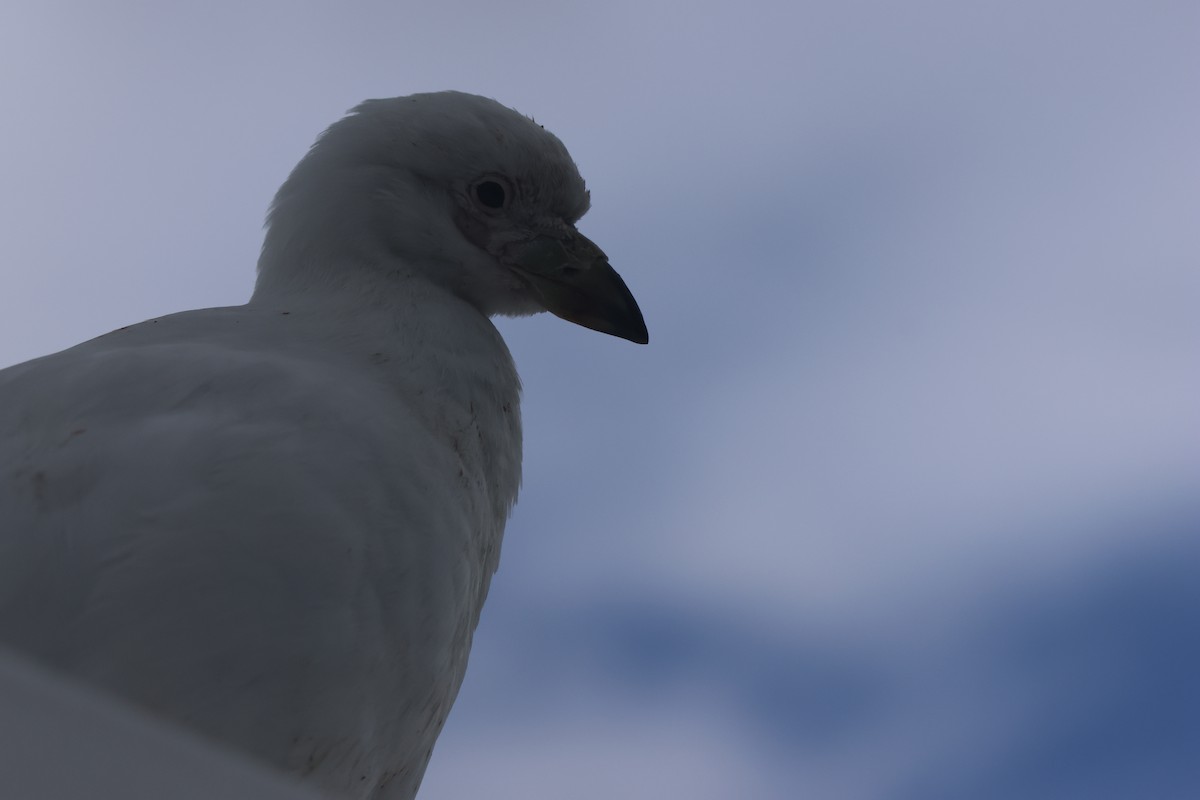 Weißgesicht-Scheidenschnabel - ML646958447