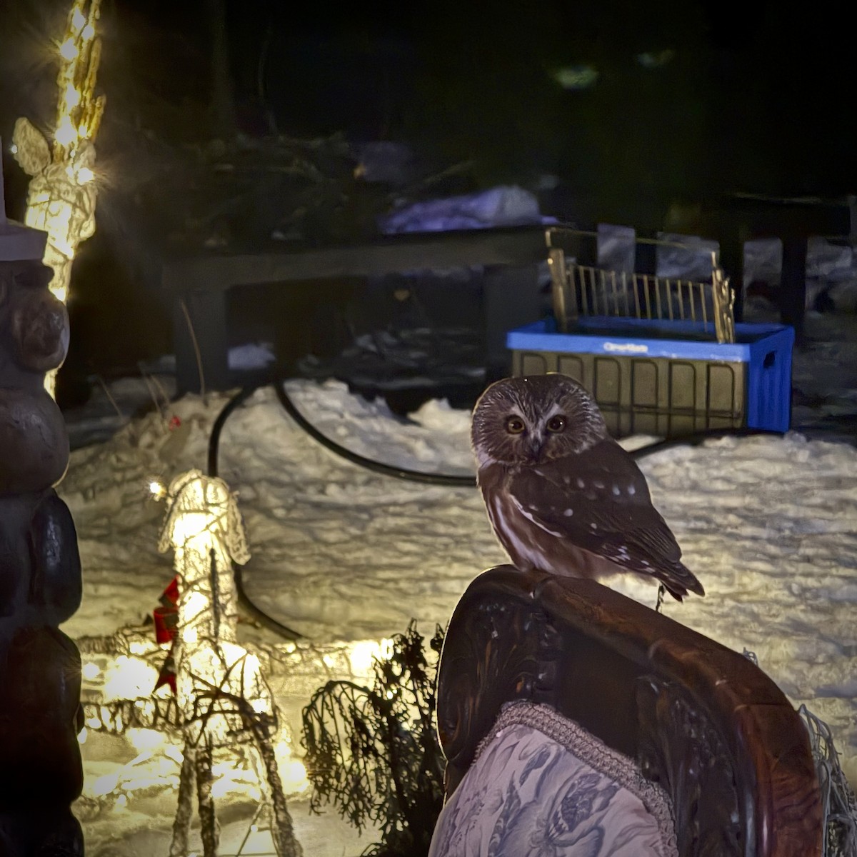 slipeugle - ML646958448