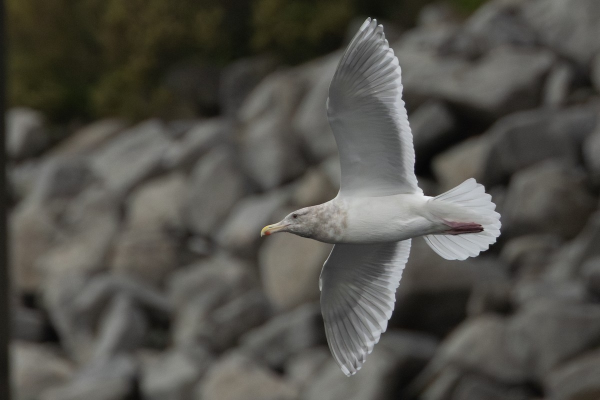 gråvingemåke - ML646958450