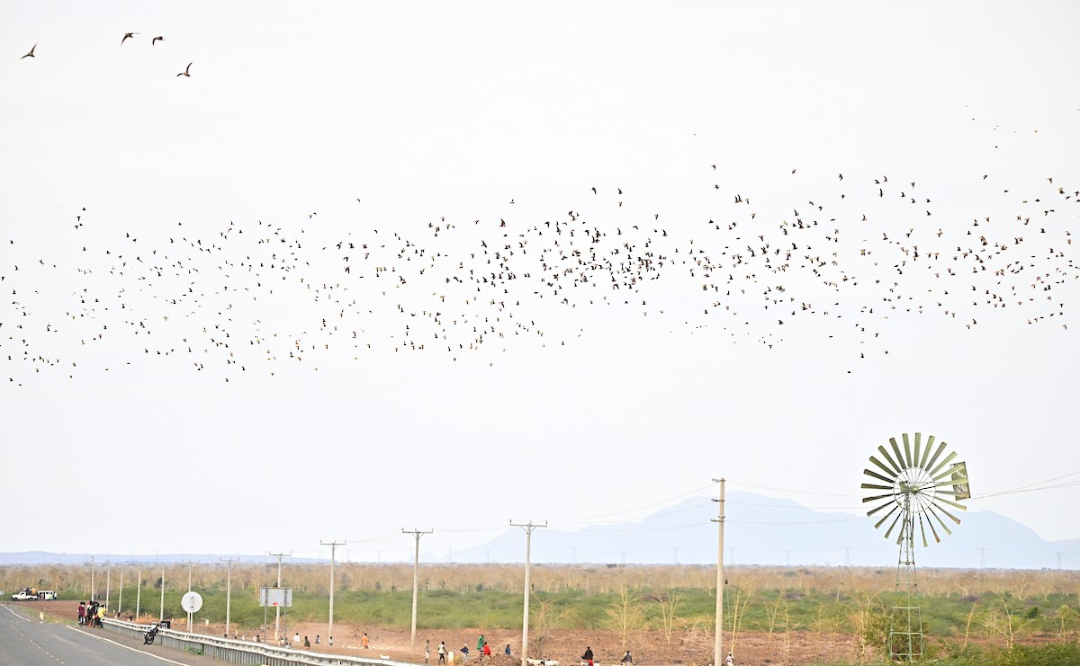 brunbuksandhøne - ML646958451