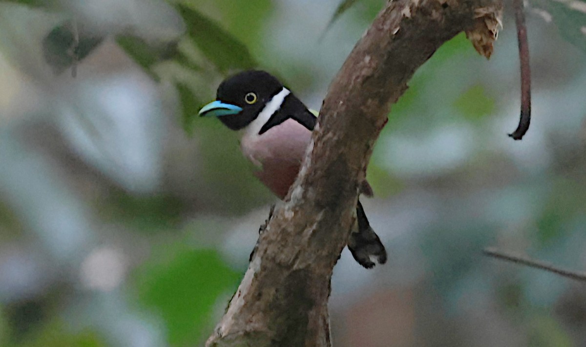 hvitskulderbrednebb - ML646958452