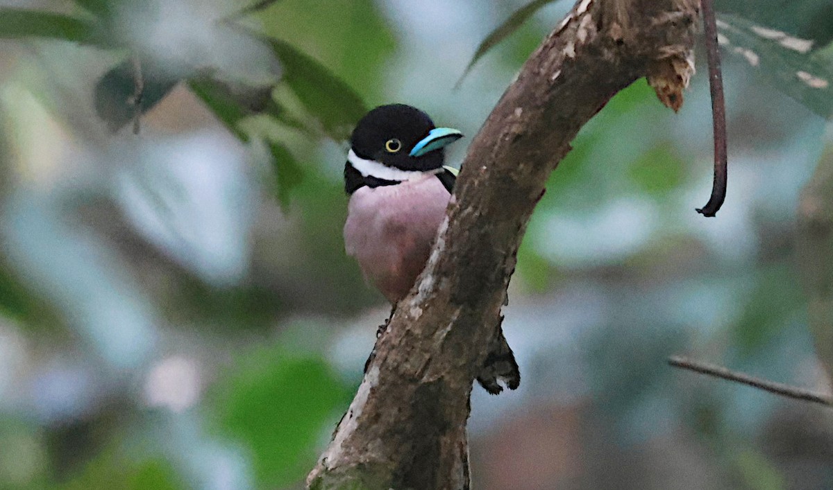 hvitskulderbrednebb - ML646958453