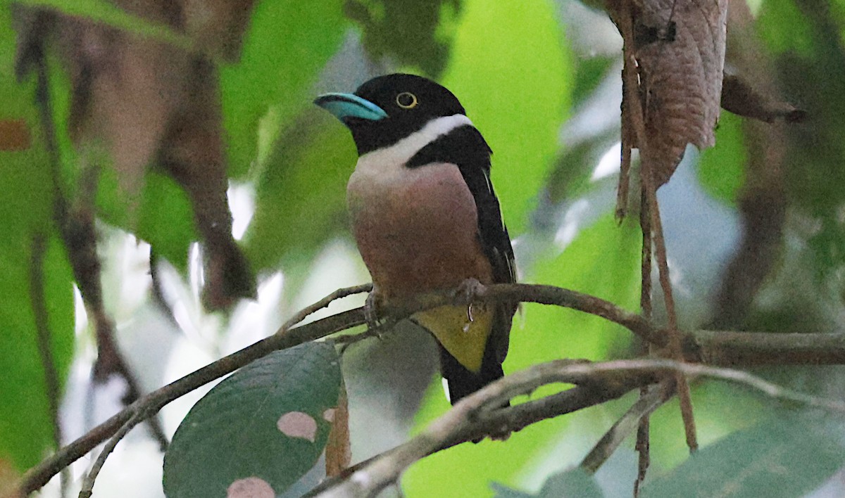 hvitskulderbrednebb - ML646958454