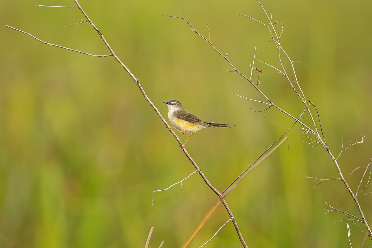 gulbukprinia - ML646958462