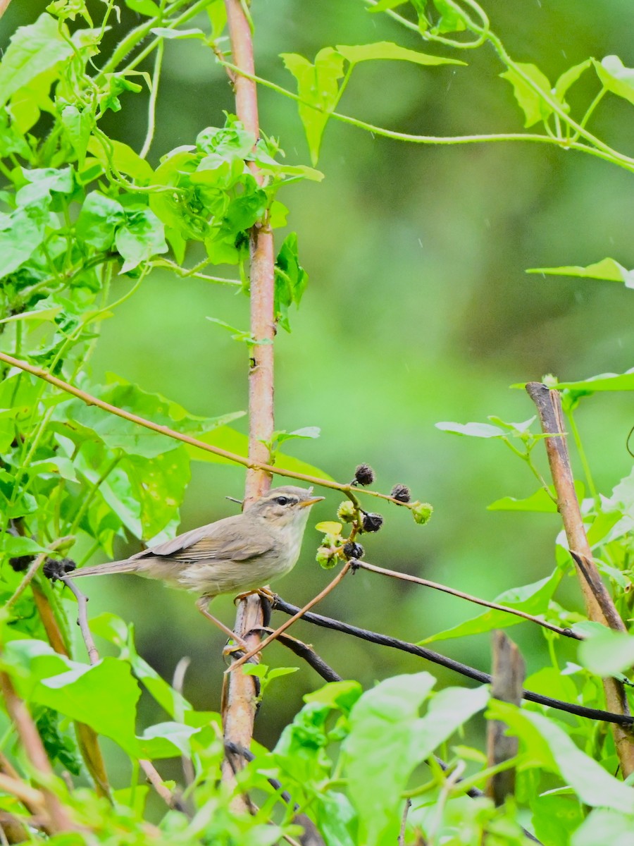 Esmer Çıvgın - ML646958464