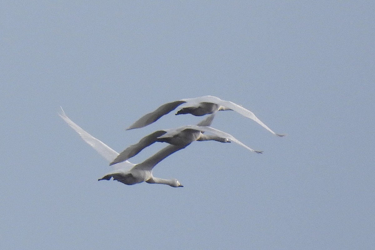 Tundra Swan - ML646958467