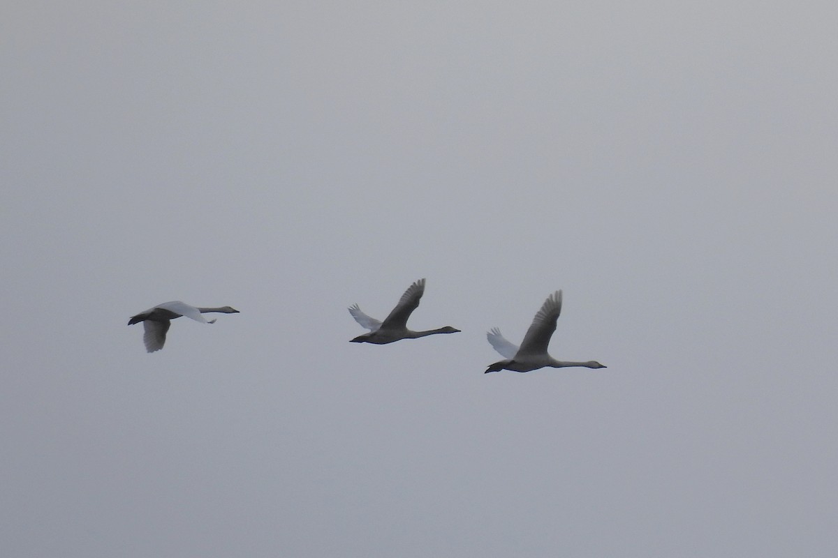 Tundra Swan - ML646958469