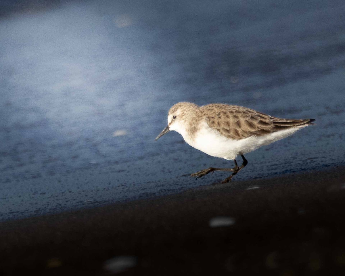 Little Stint - ML646958471