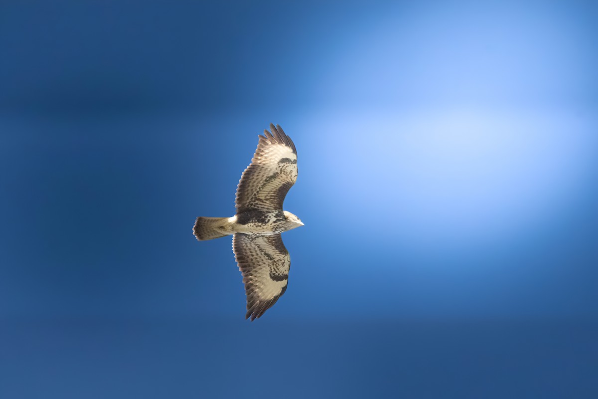 Common Buzzard - ML646958473