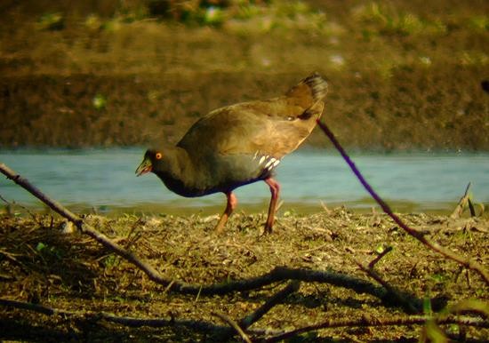 Black-tailed Nativehen - ML646958474