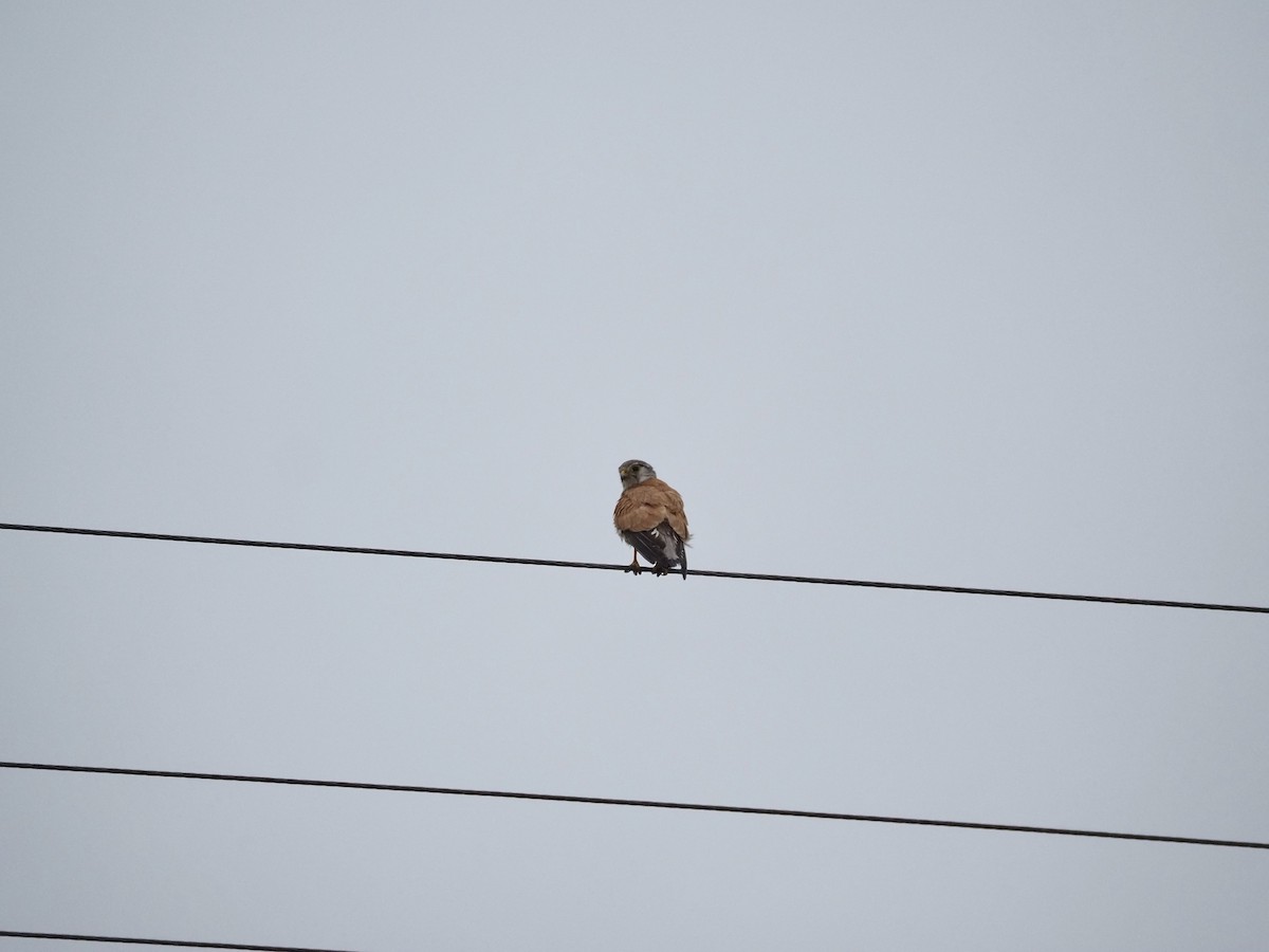 Nankeen Kestrel - ML646958475