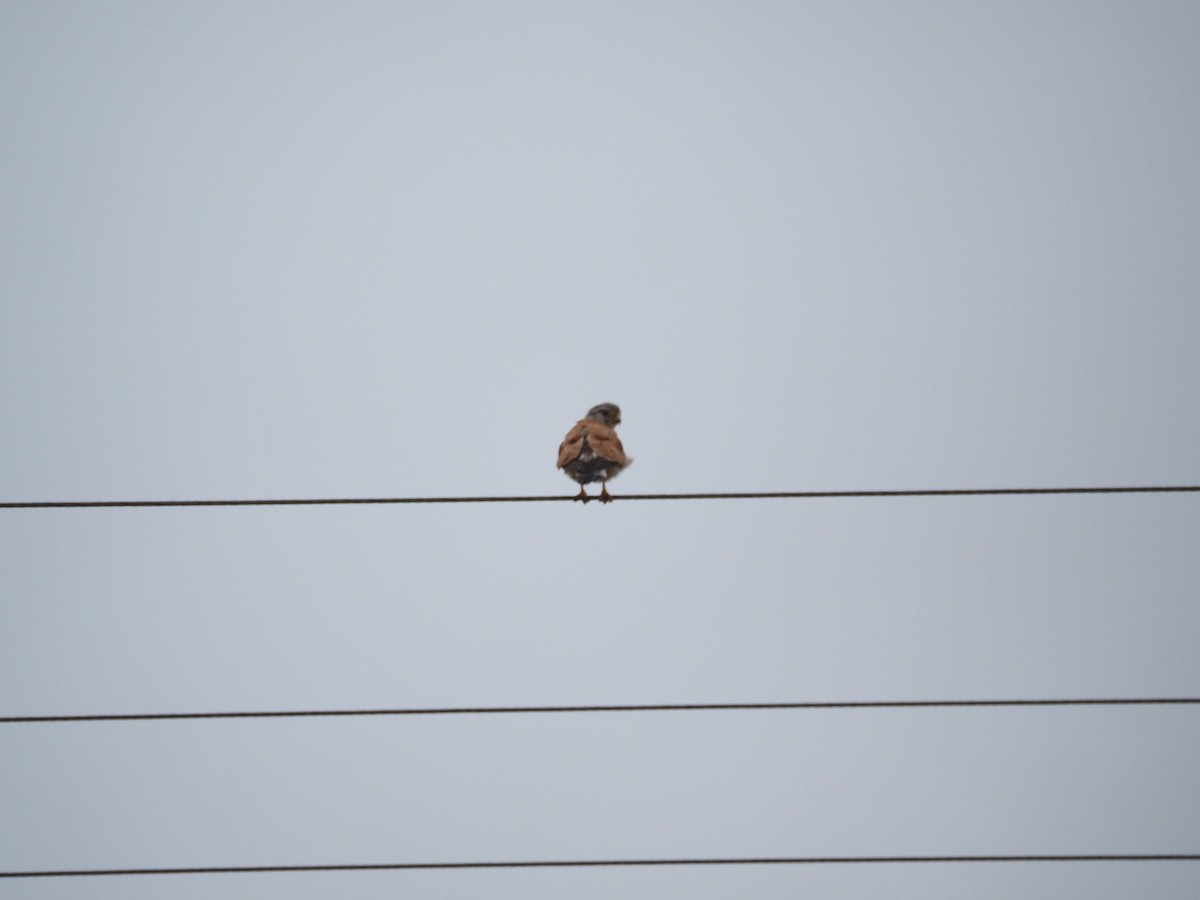 Nankeen Kestrel - ML646958476