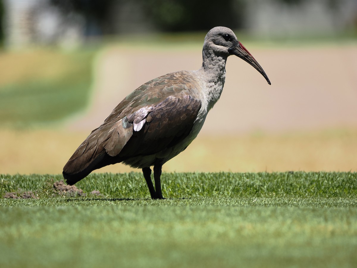 Hadada Ibis - ML646958477