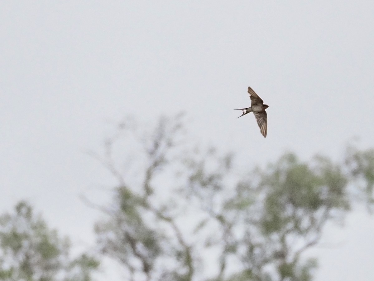 Welcome Swallow - ML646958479