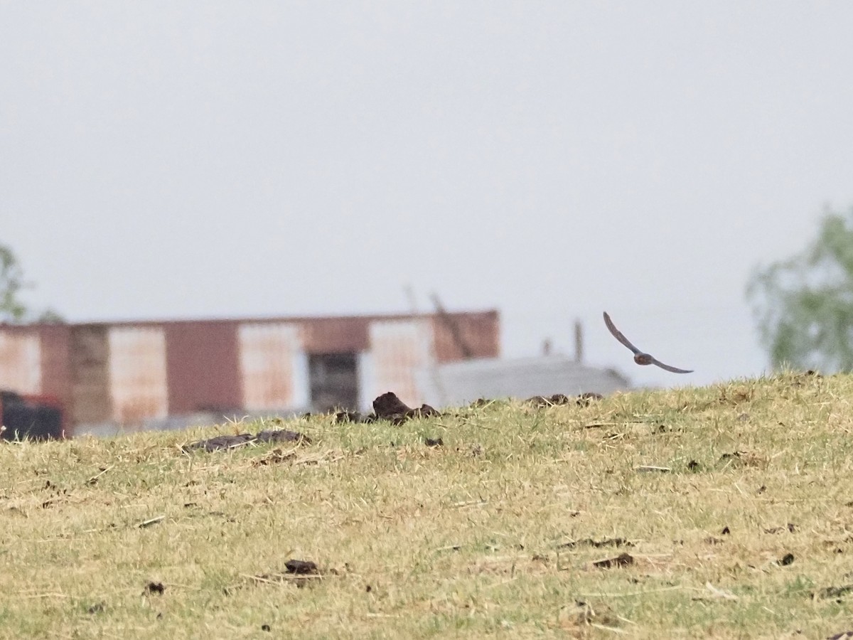 Welcome Swallow - ML646958480