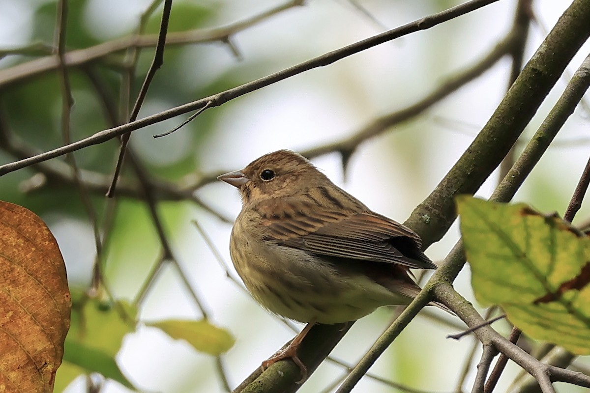 灰頭黑臉鵐 - ML646958481