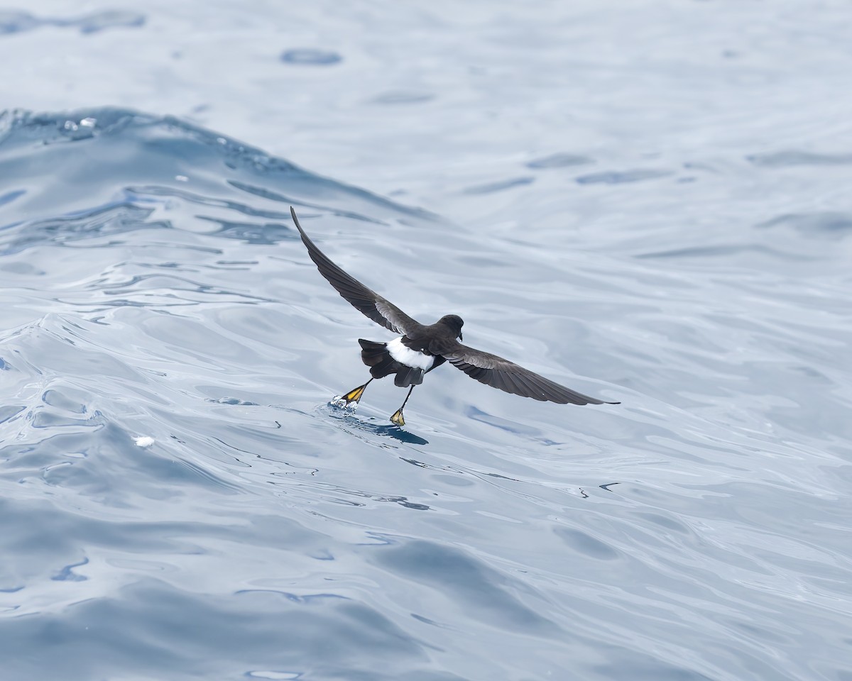 黃蹼洋海燕 - ML646958482