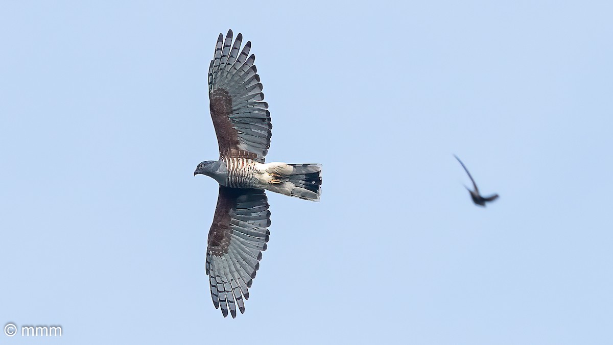 African Cuckoo-Hawk - ML646958483